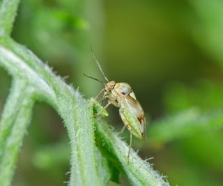 A tarnished plant bug on a plant stem