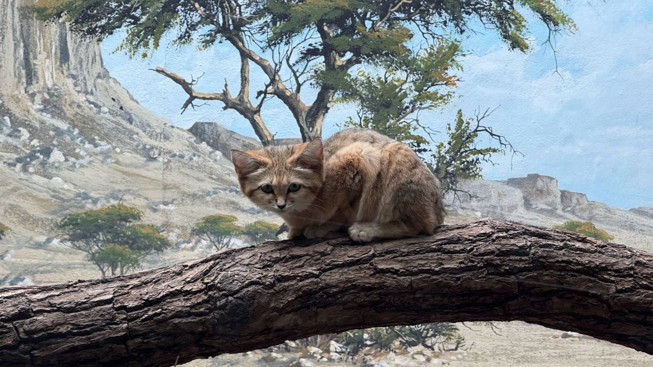 A selection of photos of animals taken at Berlin Zoo on the iPhone 16 Pro Max and Samsung Galaxy S25 Ultra