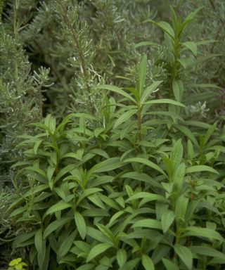 Tarragon growing in a herb garden