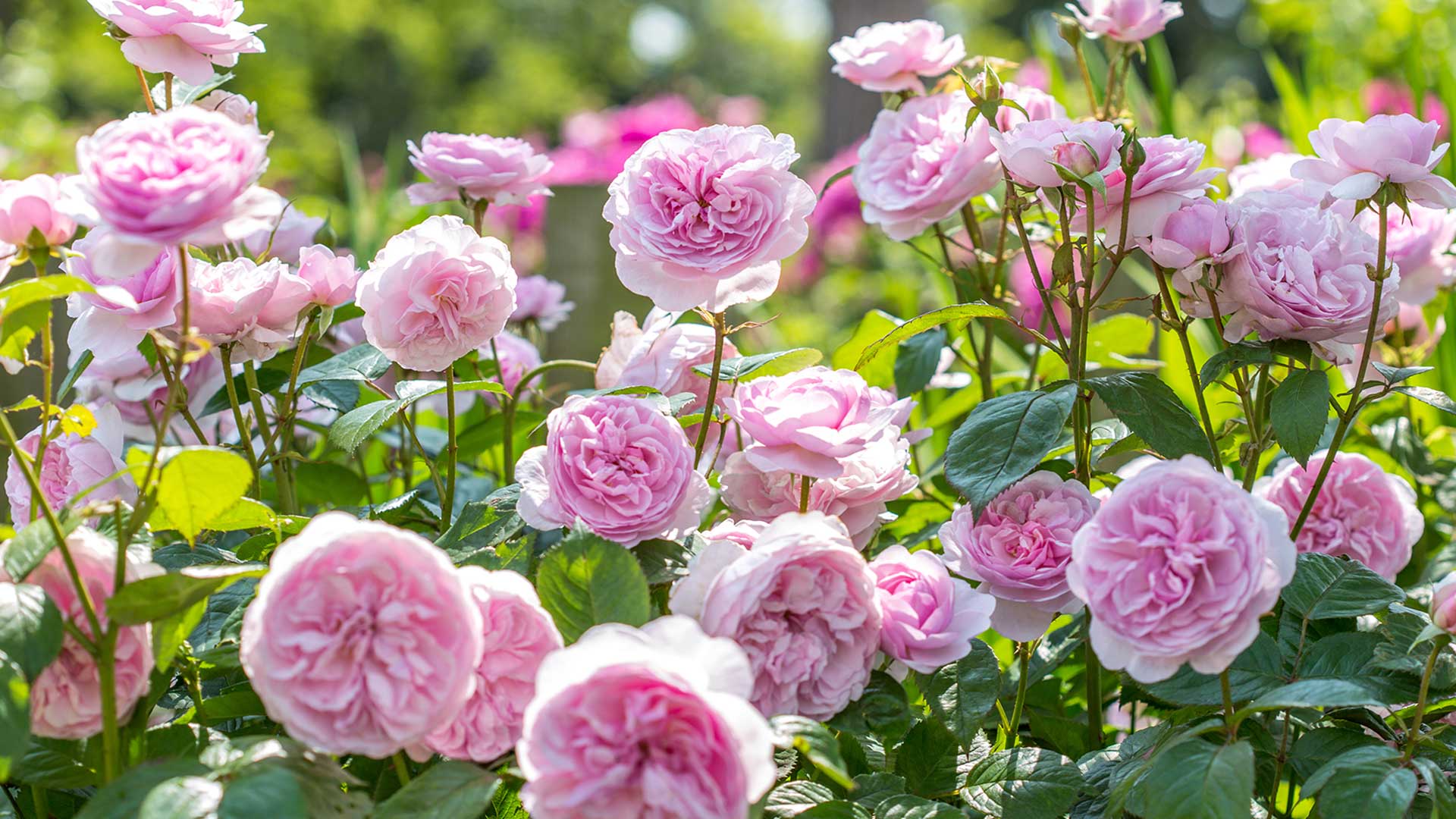 "Olivia Rose Austin®" roses from David Austin Roses