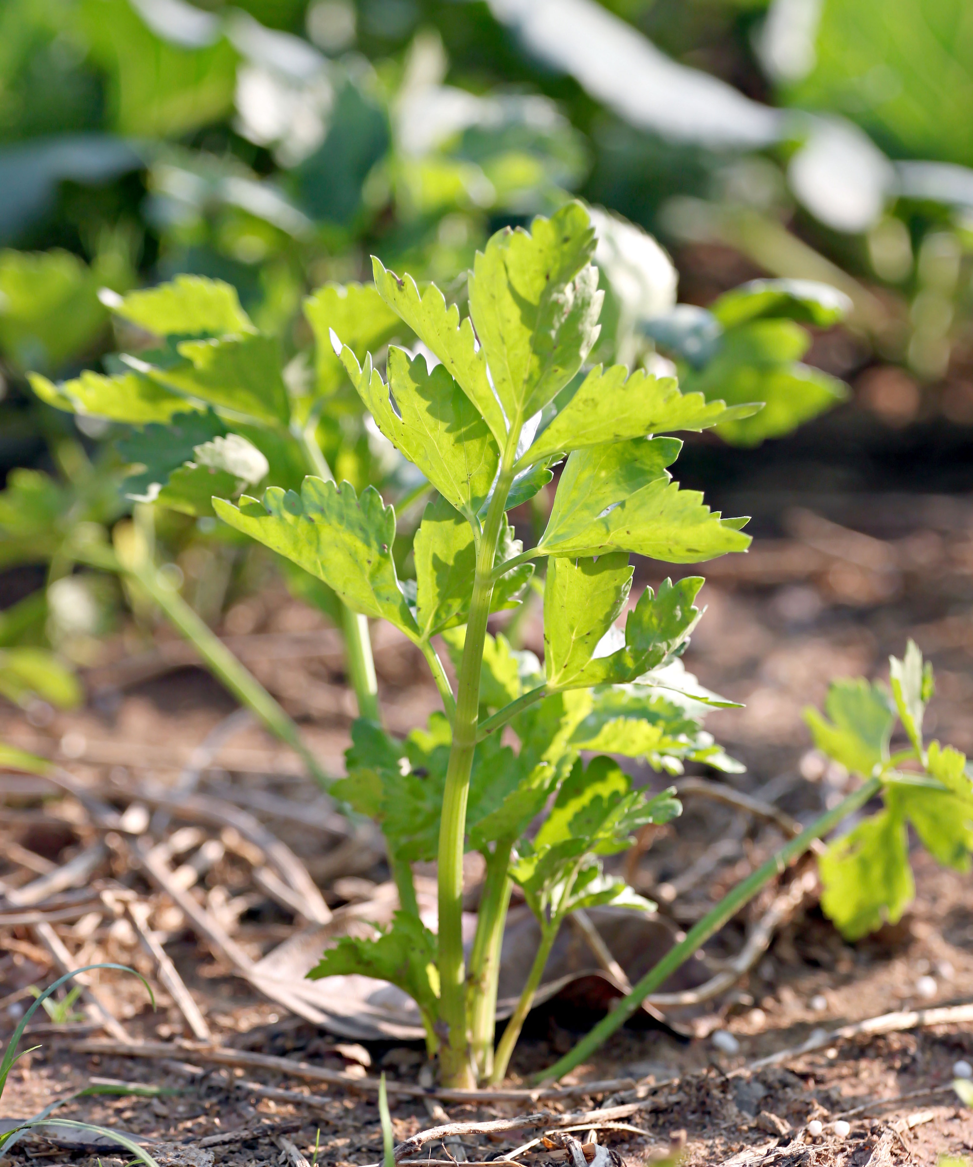 Cilantro plant