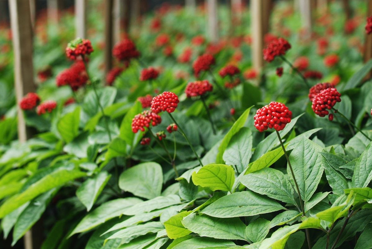 image.title The Ginseng Plant: Roots Of Vitality