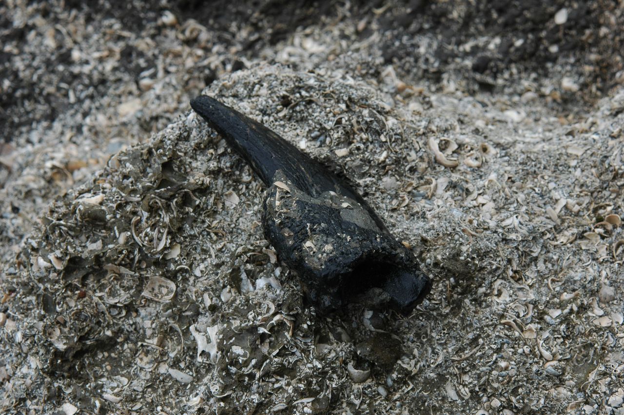 A sloth claw found at the Pebas Formation in 2004.