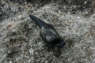 A sloth claw found at the Pebas Formation in 2004.
