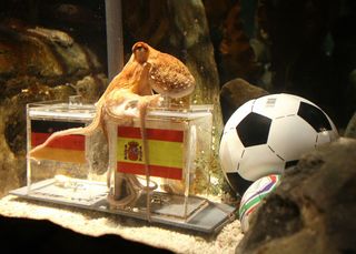 An octopus named Paul sits on a box with decorated with a Spanish flag and a shell inside on July 6, 2010 at the Sea Life aquarium in Oberhausen, western Germany. Paul's task is to decide in favour of one of the shells hidden in boxes with the flags of Germany (L) and Spain to act thus as oracle for the upcoming semi-final match of the FIFA Football World Cup between the two countries on July 7, 2010 in Durban, South Africa. Paul, who had predicted well the result of five matches earlier in the tournament, this time decided for Spain.