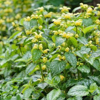 Yellow archangel (Lamium galeobdolon 'Variegata' syn. Lamiastrum galeobdolon 'Variegata')