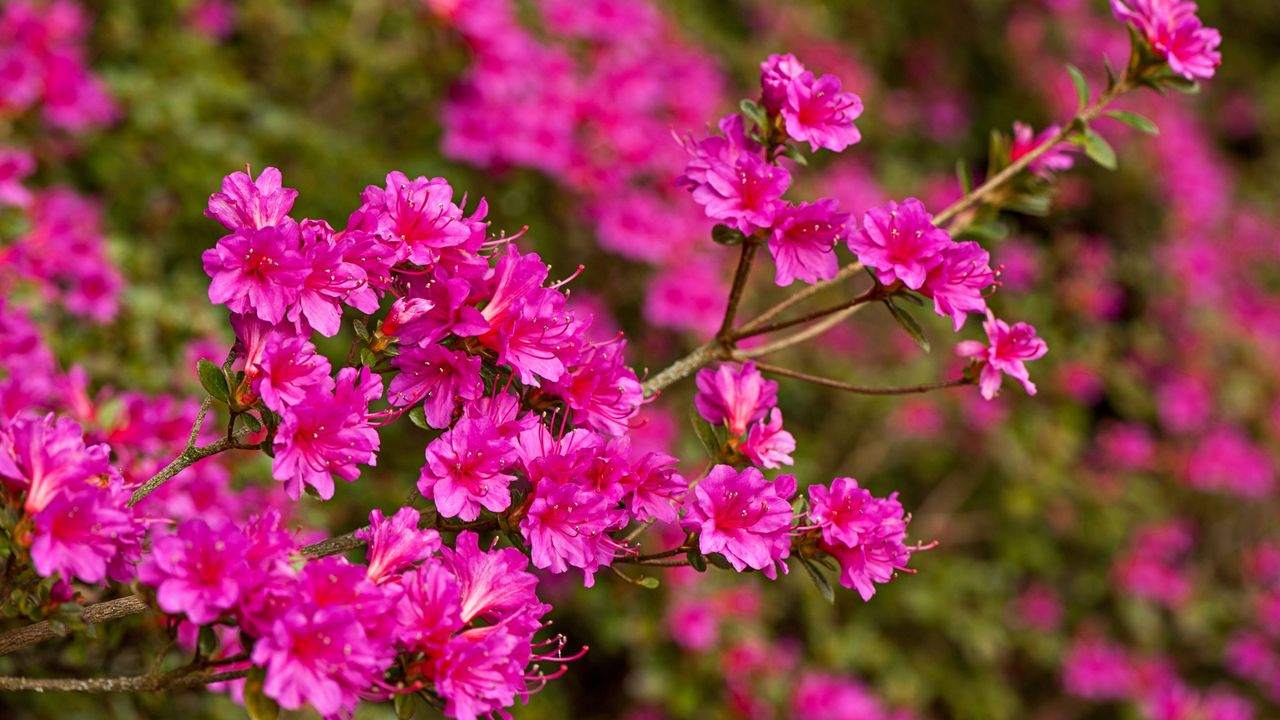 Close up of a blooming azalea, one of the flowering shrubs in the genus Rhododendron