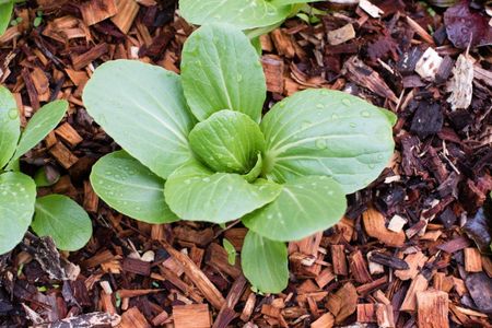 Leafy Green Bok Choy Plant