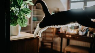 Cat jumping off a counter