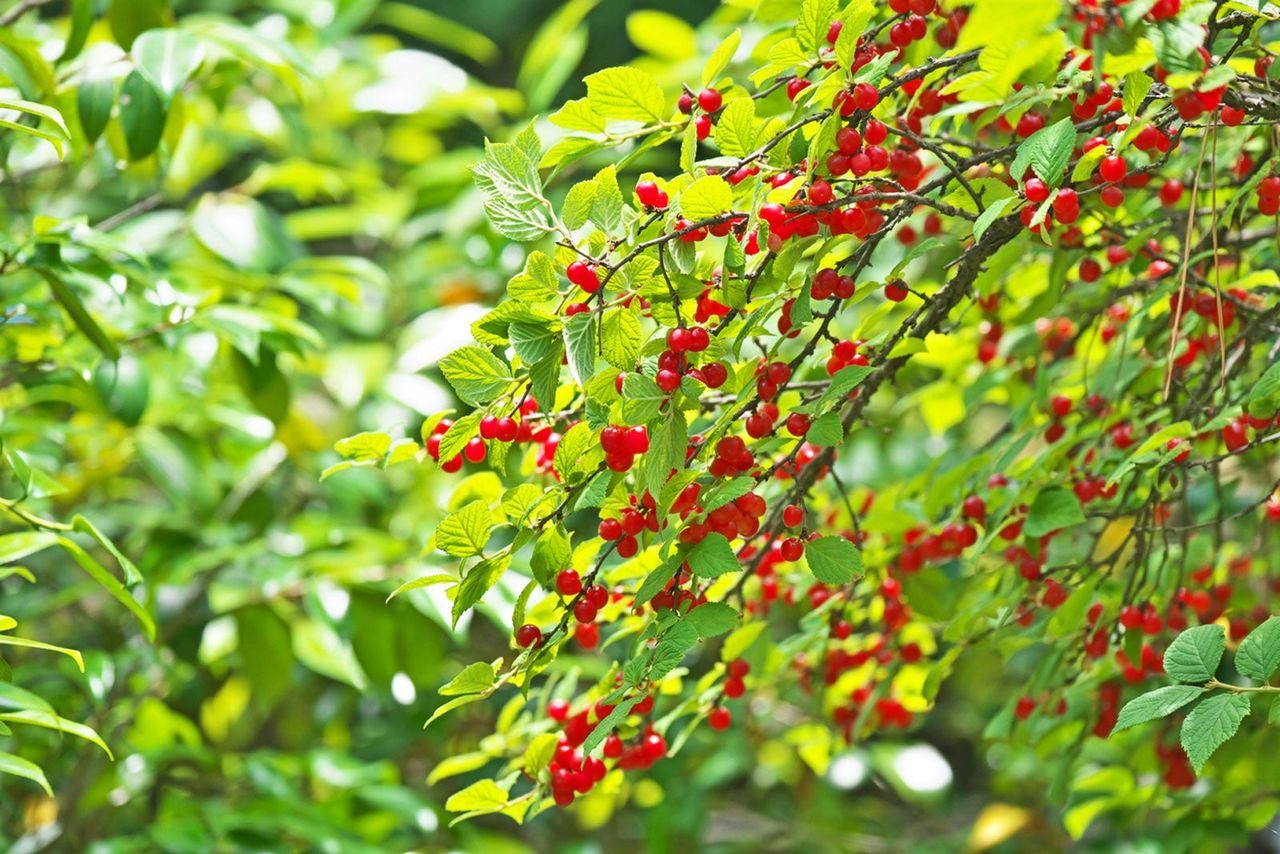 Bush Cherry Tree