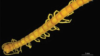 The newly described centipede is the biggest predator in Romania's Movile Cave.