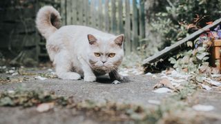 Grey cat getting ready to pounce