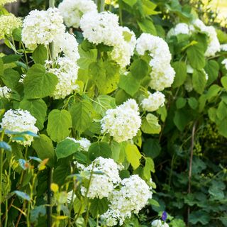 close up of white hydrangea