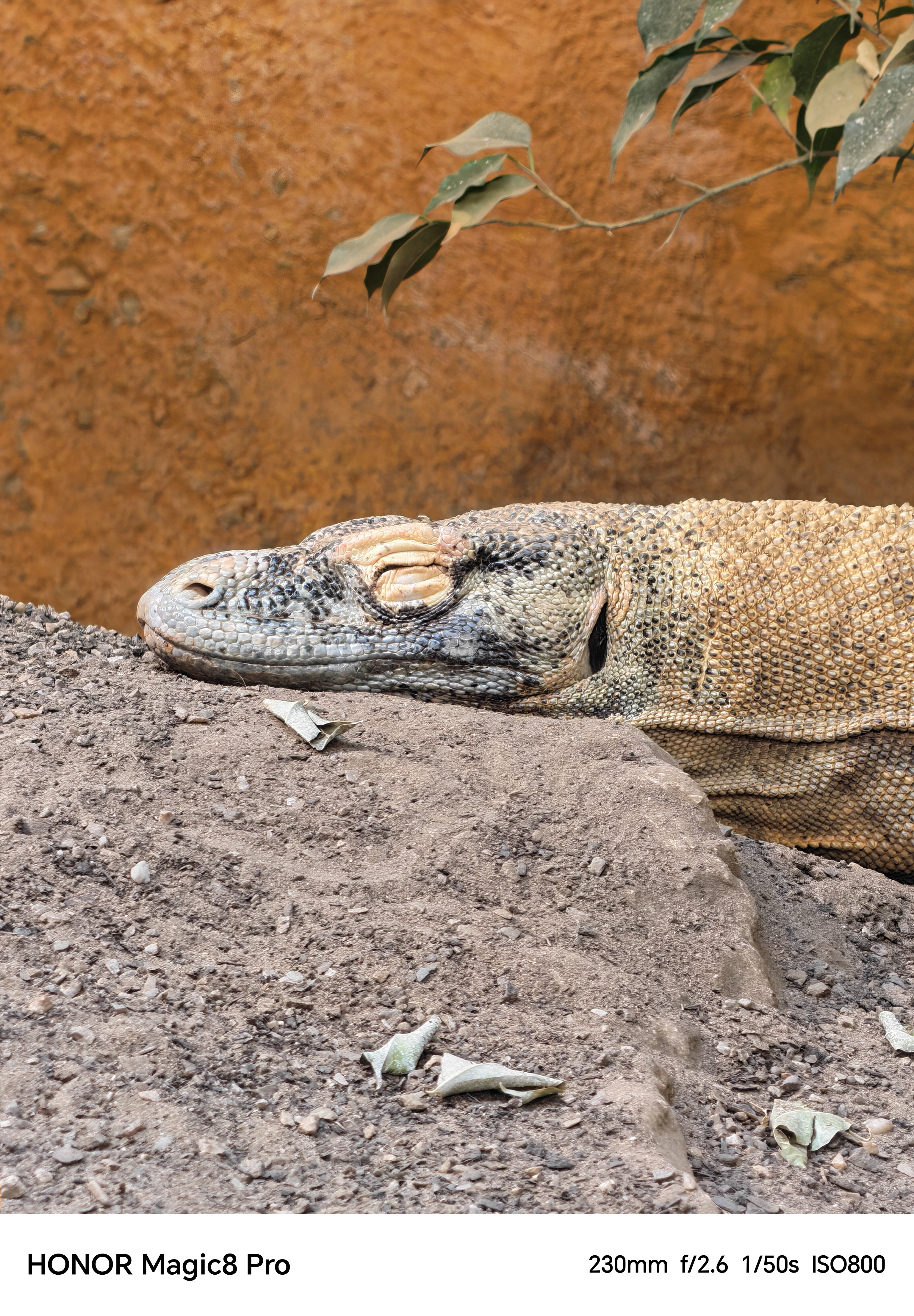 Close-up of a sleeping Komodo dragon shot on an Honor Magic 8 Pro
