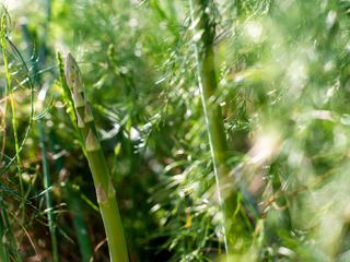 asparagus spears growing in garden