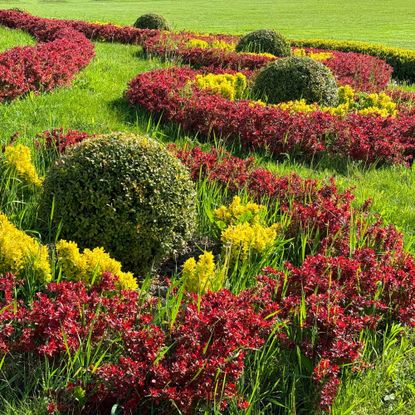 Japanese barberry and boxwood topiaries