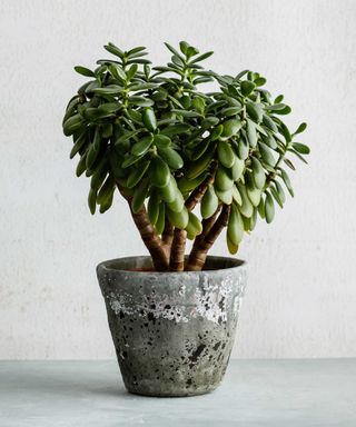 jade plant in gray pot
