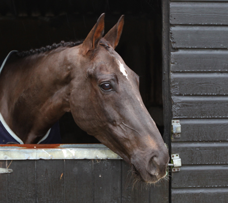 denman%202%20copy.jpg