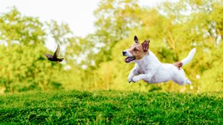 Jack Russell Terrier with high prey drive chasing bird