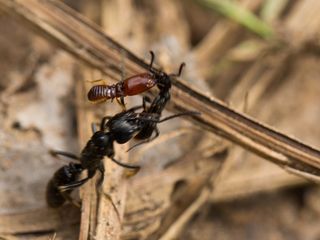 An African stink ant (Paltothyreus tarsatusMegaponera analis ant, which still has a termite hanging onto it from a hunting raid. When ants rescue their nest mates, most survive to raid again.