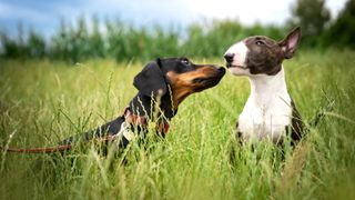 Two dogs greeting each other in the long grass