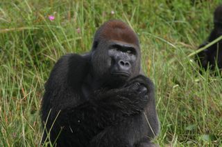 gorillas, chimpanzees, congo