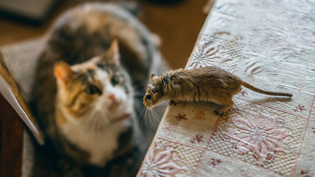 Do cats keep mice away? An expert reveals whether this is actually true