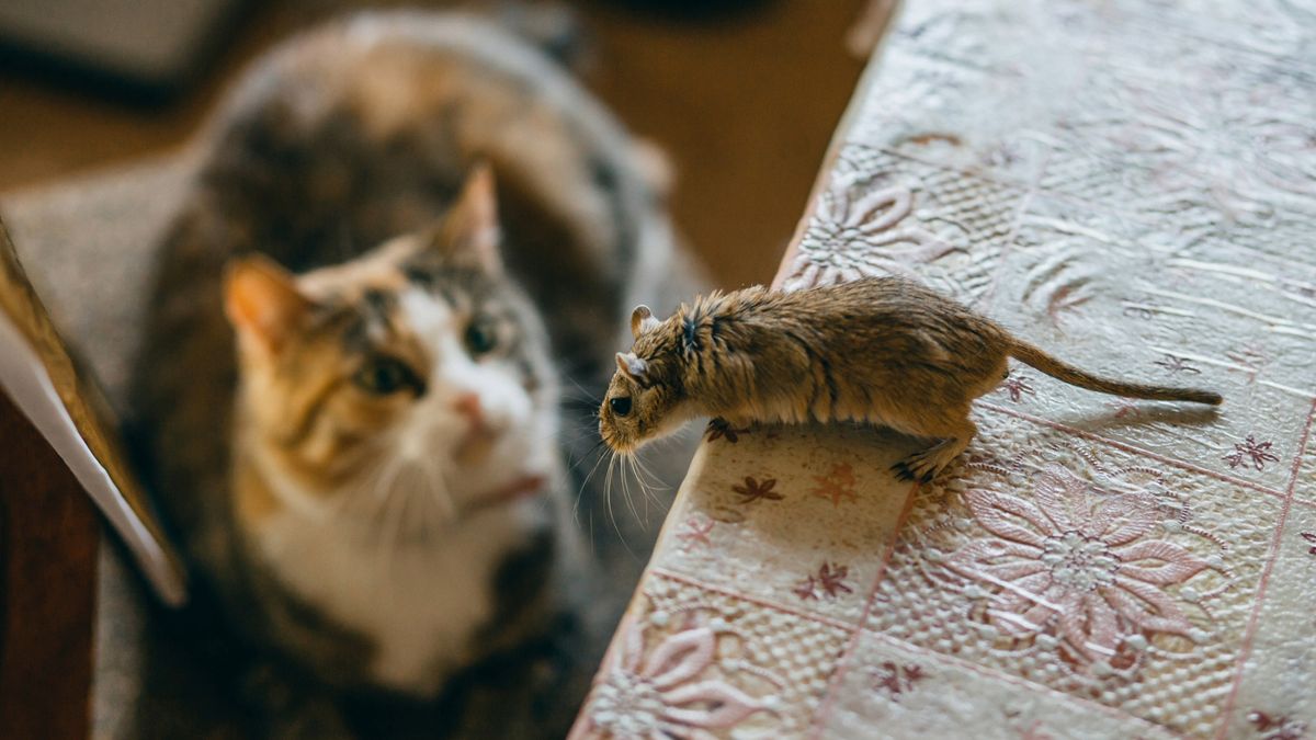 Cat looking up at a mouse on the table