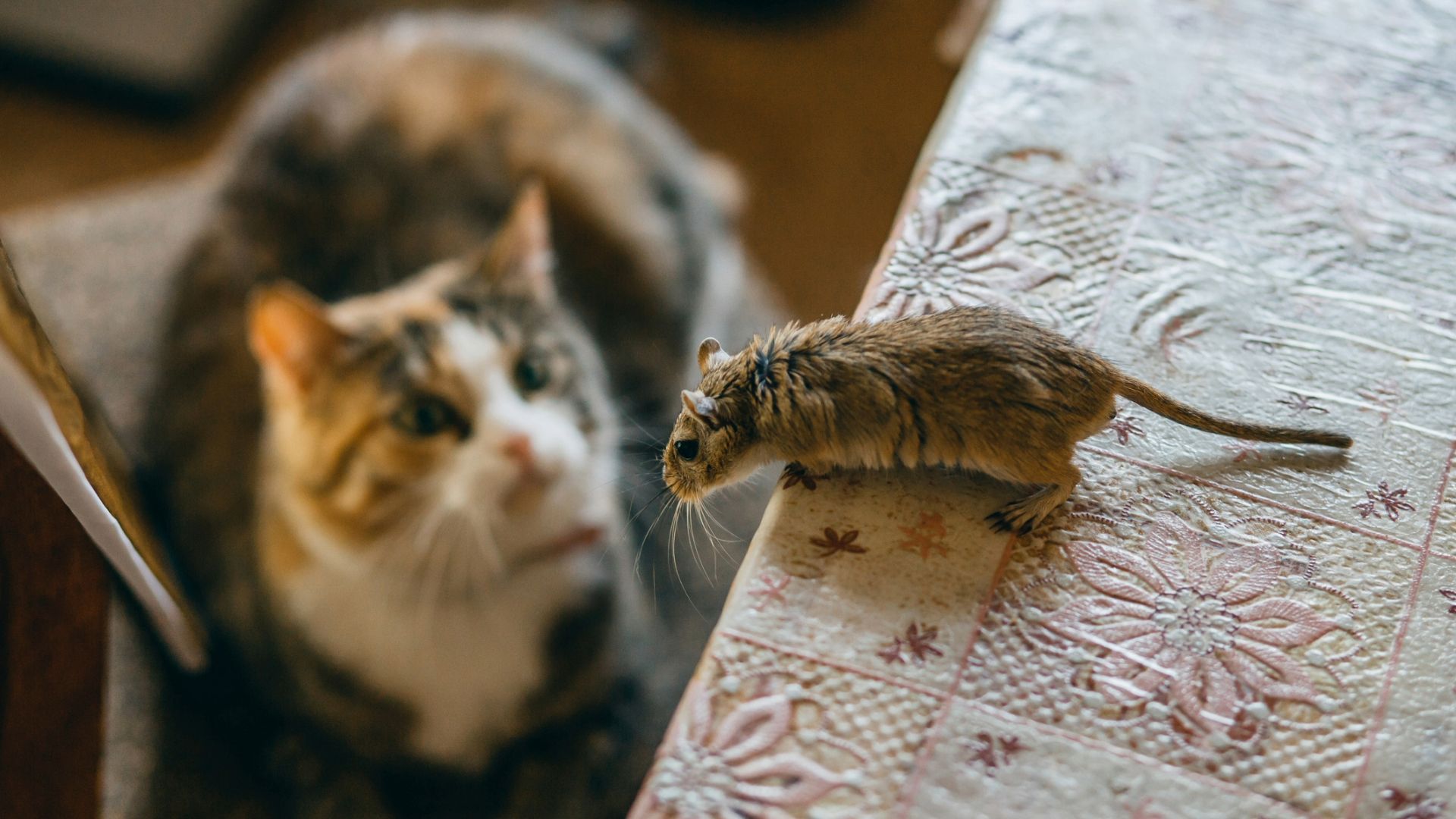 Do cats keep mice away? An expert reveals whether this is actually true
