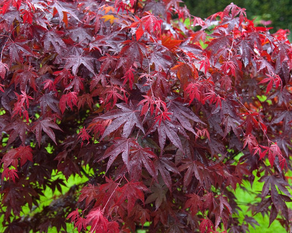 10 trees with red leaves for stunning garden color | Gardeningetc