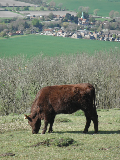 Countryside