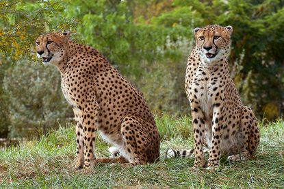 Cheetah brothers Pounce and Zephyr.