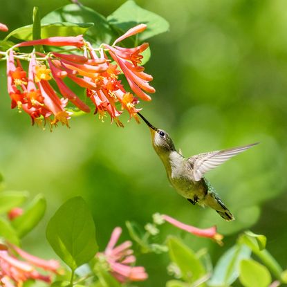 hummingbird on flowering vine feeding on nectar