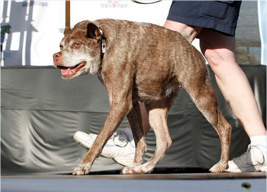 ugliest dog