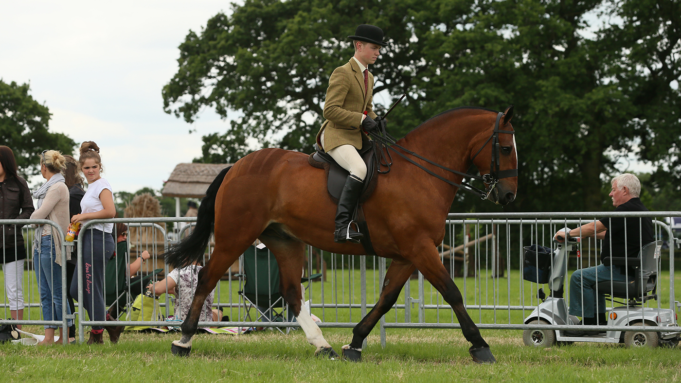 Cheshire County Show Tuesday 17 June 2014 HOYS Cob Championship Reserve Champion 346 WOODFIELD CHOICE R: William Morton