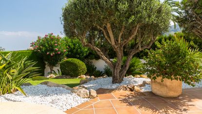 mediterranean garden ideas: olive tree and patio