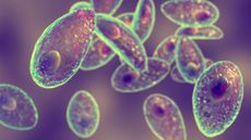 Artist's illustration of Toxoplasma gondii
