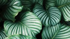 how to get rid of mealybugs on houseplants - close up of plant leaves - unsplash