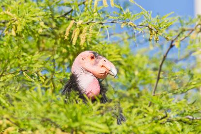 A condor.