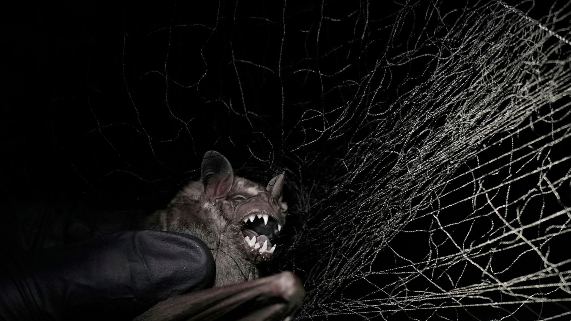 
                                A researcher from the Smithsonian Tropical Research Institute captures a bat in Gamboa, Panama
                            