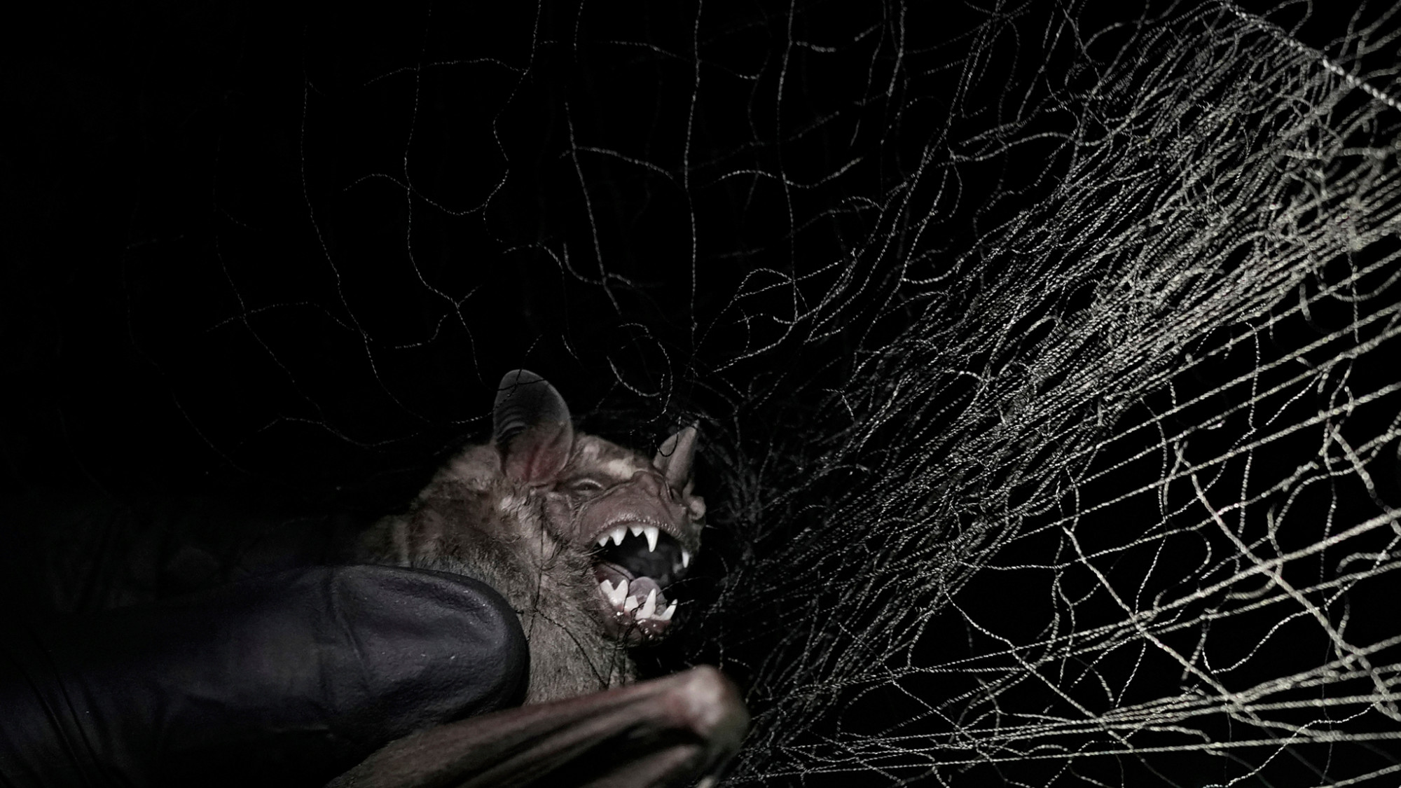 A bat