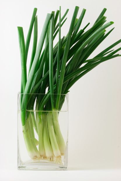 regrow green onion