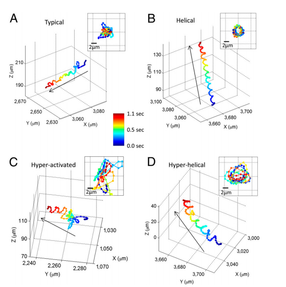 A new technique allowed researchers to observe rare human sperm swimming behaviors for the first time. These graphs show the four swimming behaviors they found. Five percent of sperm or less swim in the paths shown in B, C and D.
