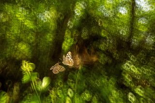 Image of two speckled wood butterflies captured with a probe lens, creating a swirling bokeh-filled background