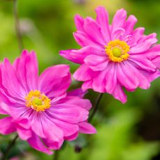 Japanese anemone Bressingham Glow with bright pink flowers 