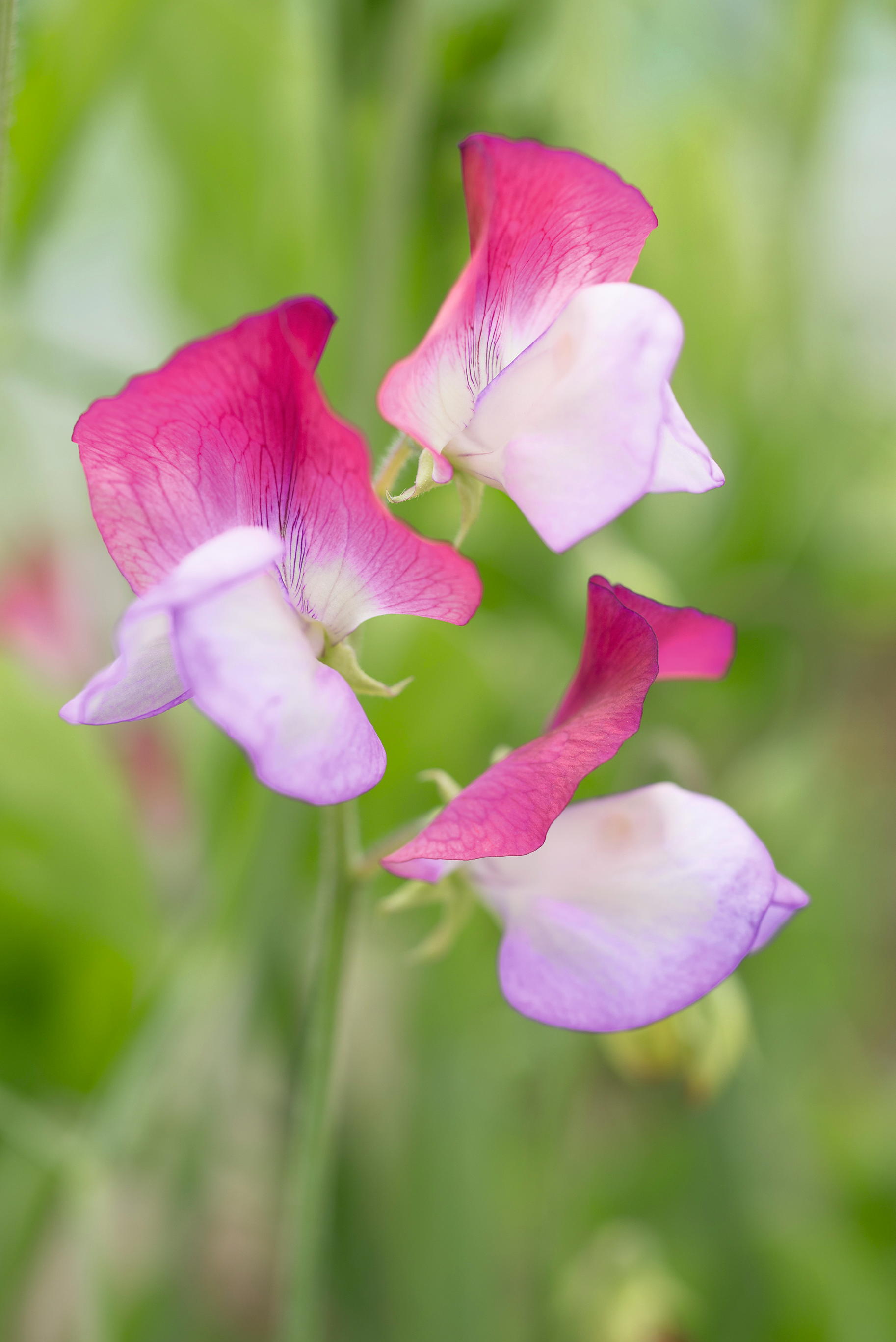 Sweet peas 