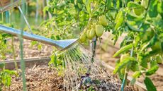 A gardener waters tomato plants in raised beds at the base with a metal watering can