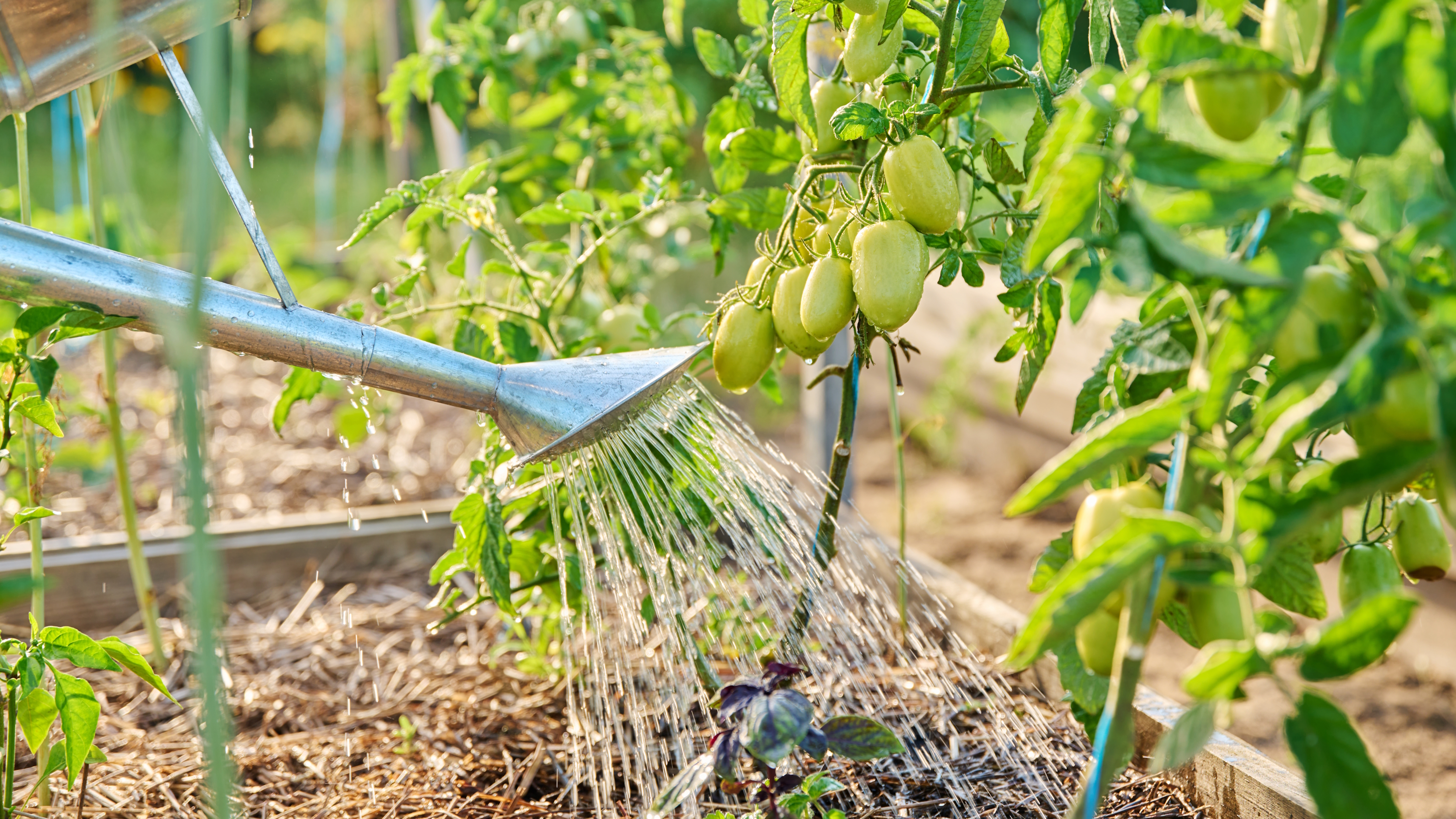 A gardener waters tomato plants in raised beds at the base with a metal watering can