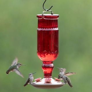 A Fleur De Lis Living Hartranft Glass Hanging Hummingbird Feeder