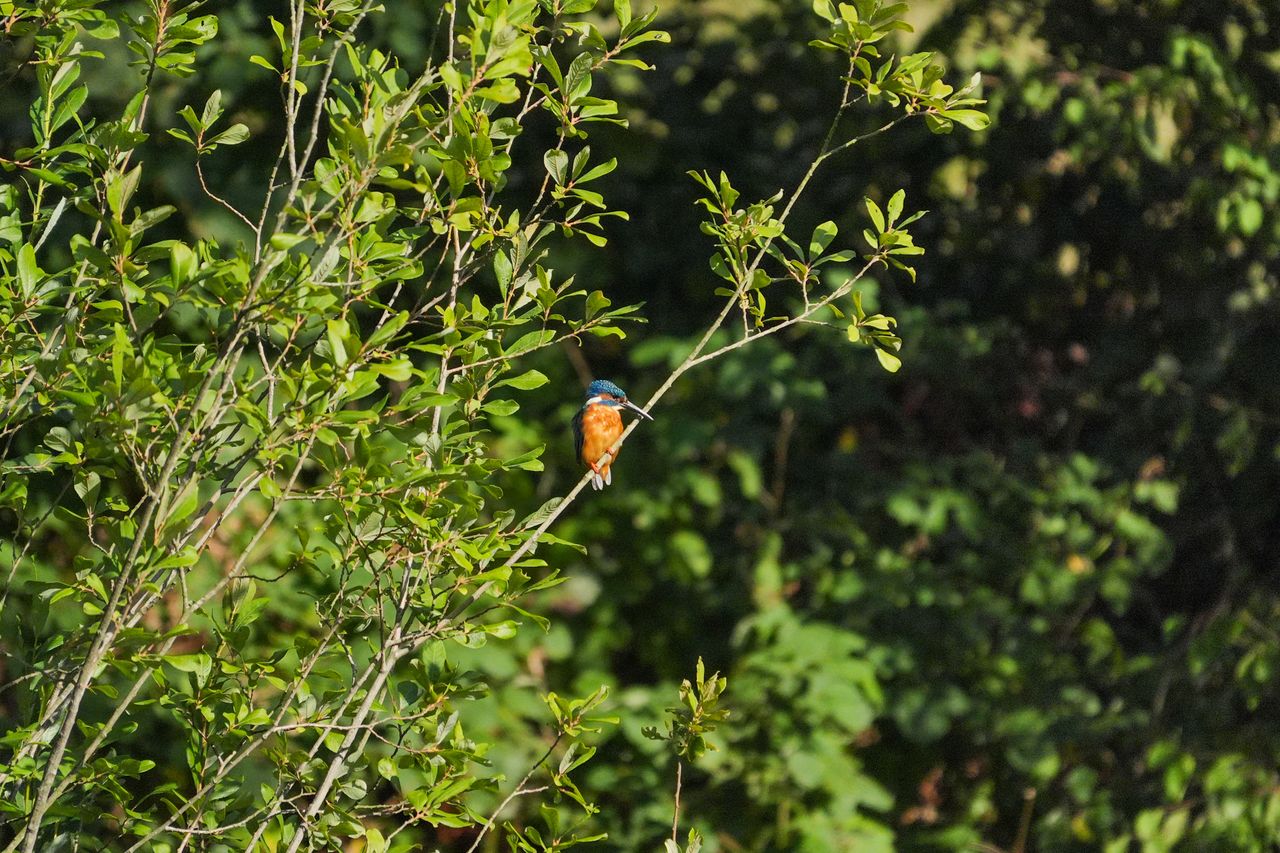 A photo taken on a Sony RX10 V bridge camera